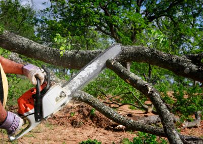 Person cutting tree branch with chainsaw.
