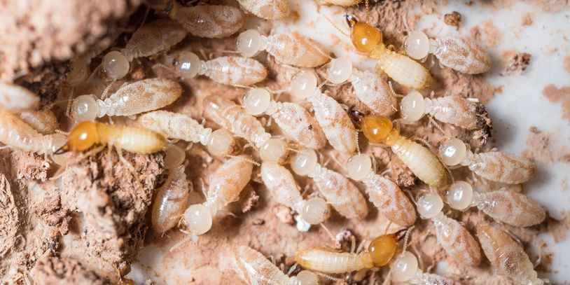 several termite workers and soldiers
