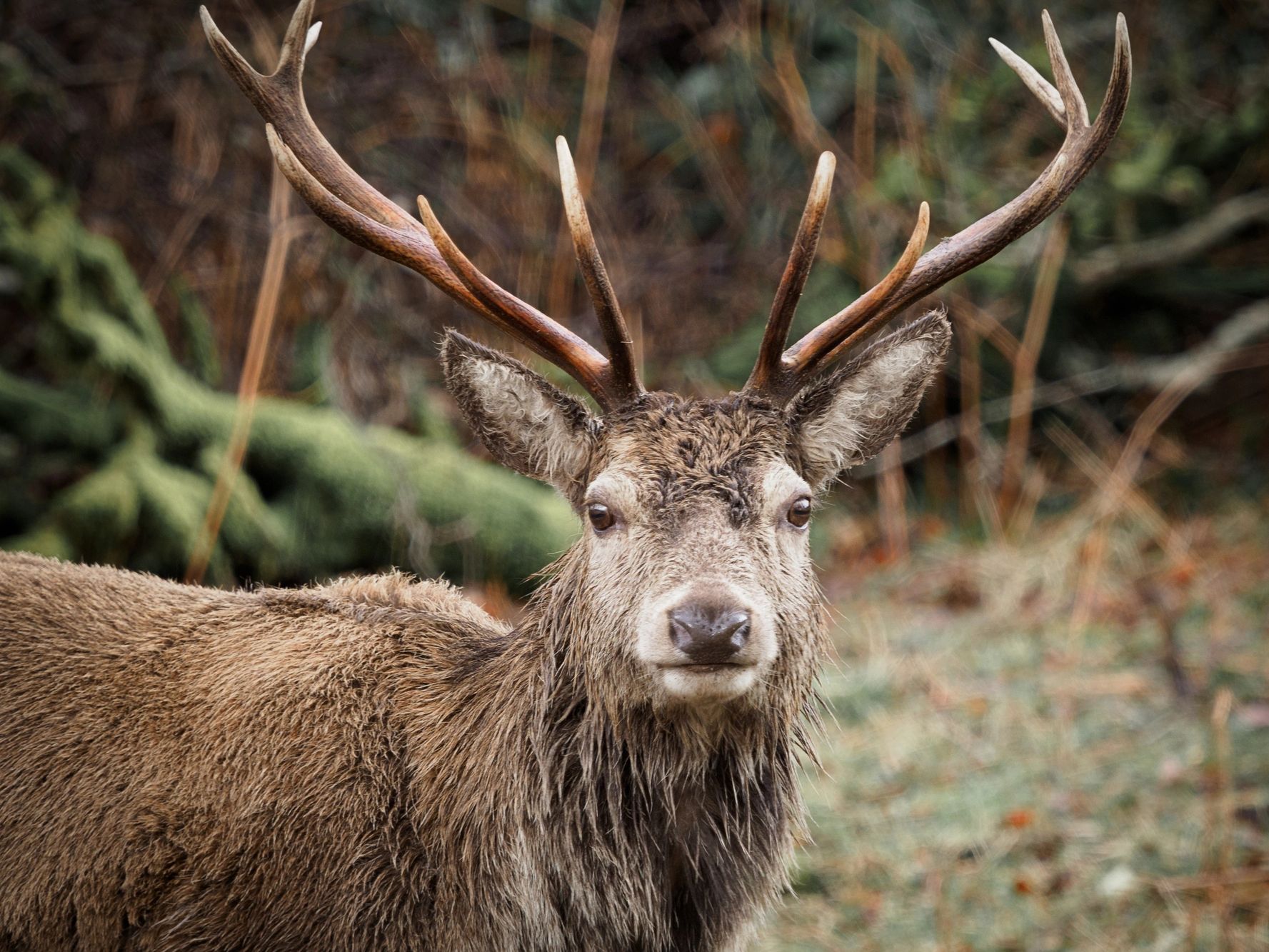 ROE BUCK SURO HUNT