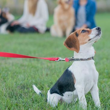 Pre-puppy and Puppy training classes in West Cheshunt, Goffs Oak, Crews Hill, Enfield