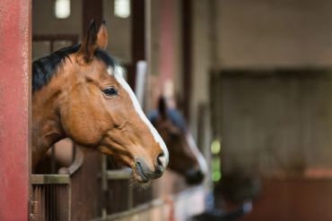 Horse peeking out of stable door.