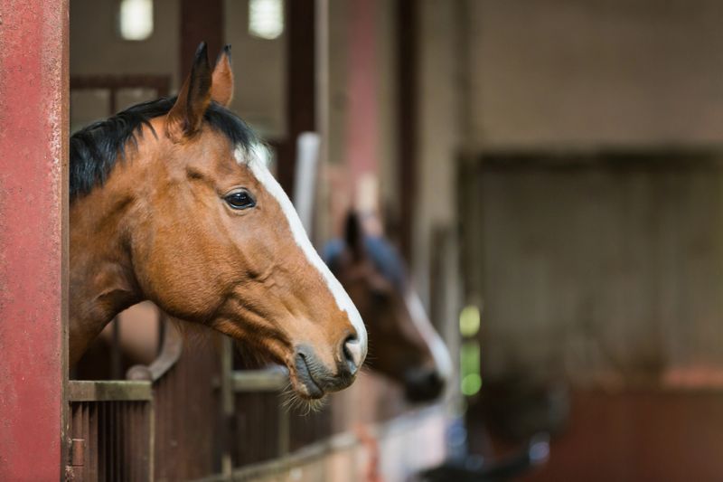 The horse is looking over the stable doors