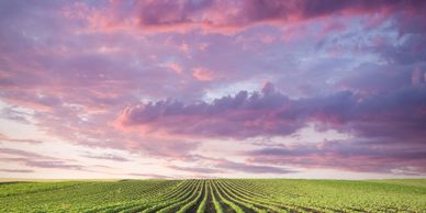 Rows of crops under a vibrant purple and pink sky at sunset.