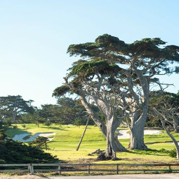Scenic golf course with tall trees and clear blue sky.
