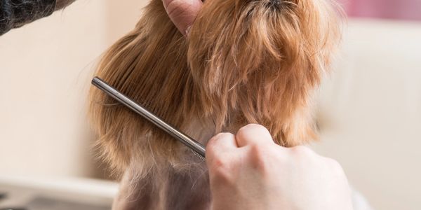 A person carefully combing a small dog's fur during grooming.