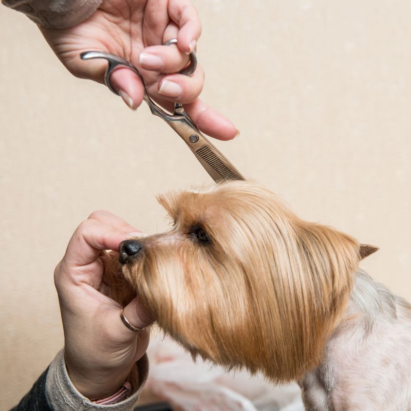Dog, Yorkshire Terrier, Human Hand, Pets, Scissors, Animal Hair, Puppy