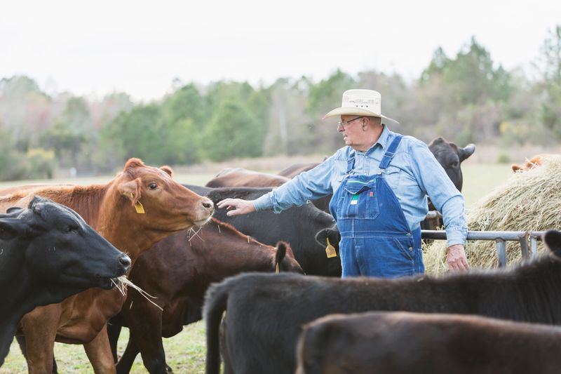 A farmer feeding hay to a herd of cows in a field. He is a senior man in his late 60s.