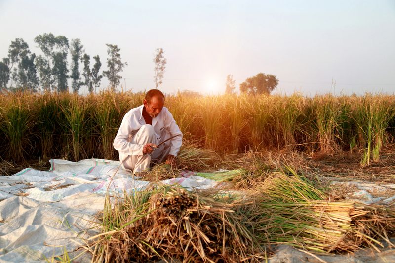 Senior farmer harvesting rice during sunset.