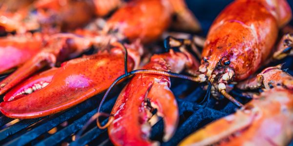 Lobsters cooking on a grill.