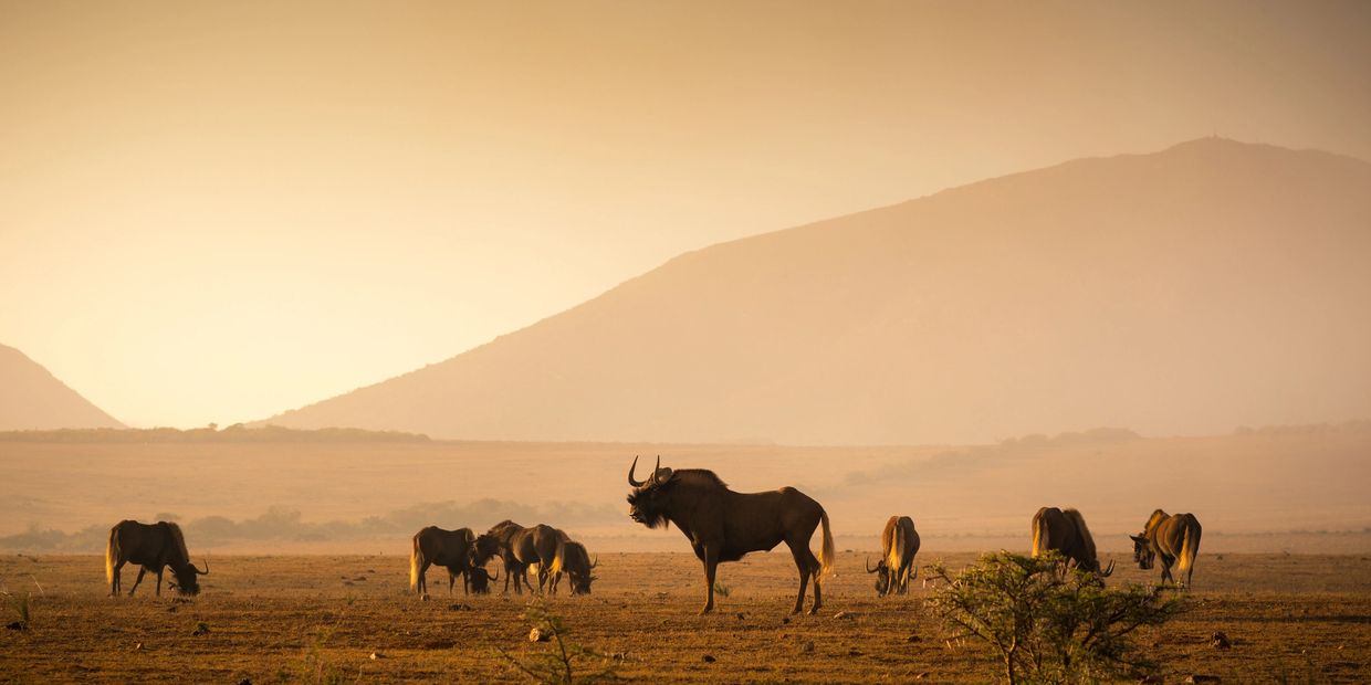 A herd of wildebeests on a plain during sunset.