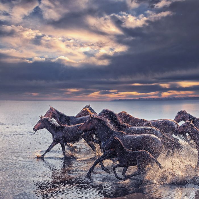 Wild horses running through shallow water at sunset.