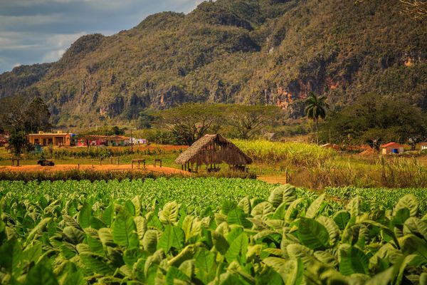 Tobacco Fields