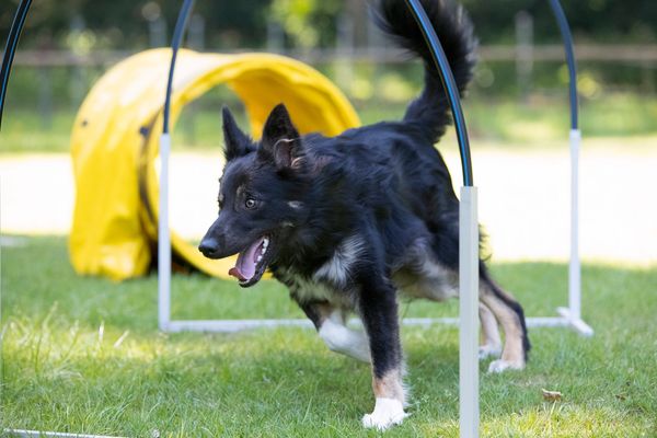 Black dog mid-run through agility poles on grass.