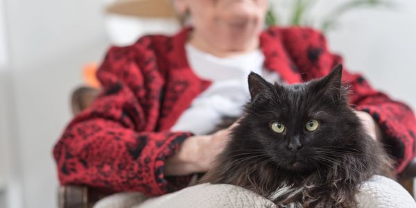 A fluffy black cat sits on an elderly person's lap in a cozy setting.