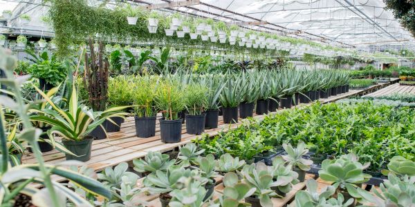 Interior of a greenhouse filled with various potted plants.
