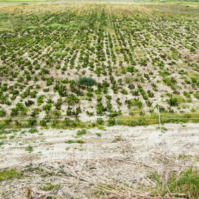 Young plants growing in a dry field in organized rows.
