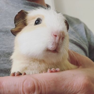 Close-up of a cute guinea pig being held gently.