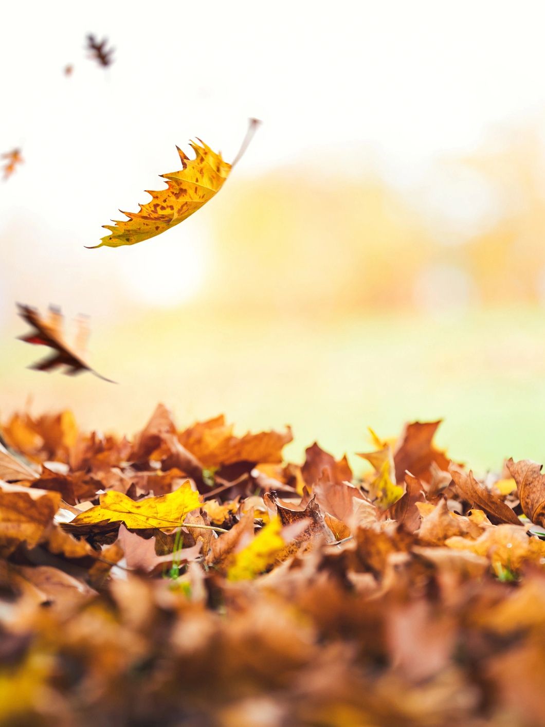 Falling autumn leaves near a tree trunk.