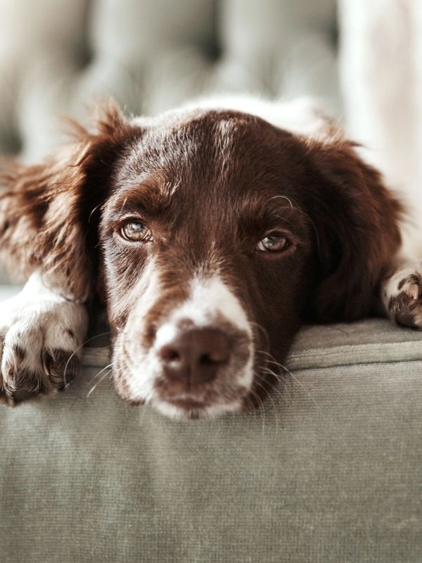 Close-up of a brown and white dog resting.