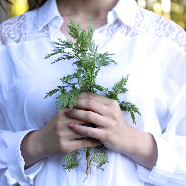 Person in white shirt holding green plant with roots in hands.