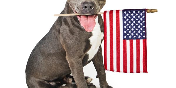 A happy dog holding an American flag in its mouth.