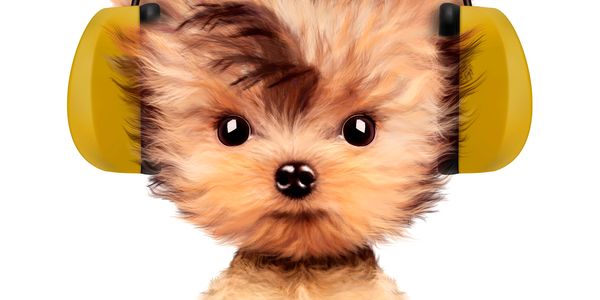 A small fluffy dog wearing yellow earmuffs.