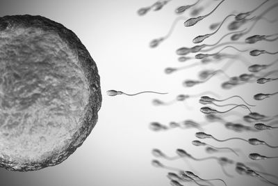 Sperm cells swimming toward an egg for fertilization.
