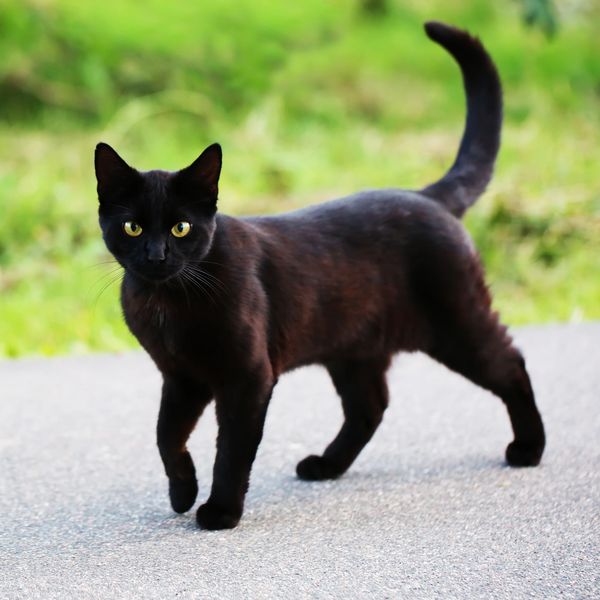 Black cat walking on a path with green background.