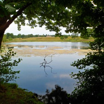 Peaceful lake scene framed by green trees.