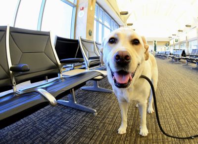 Happy yellow labrador dog standing in an airport waiting area.