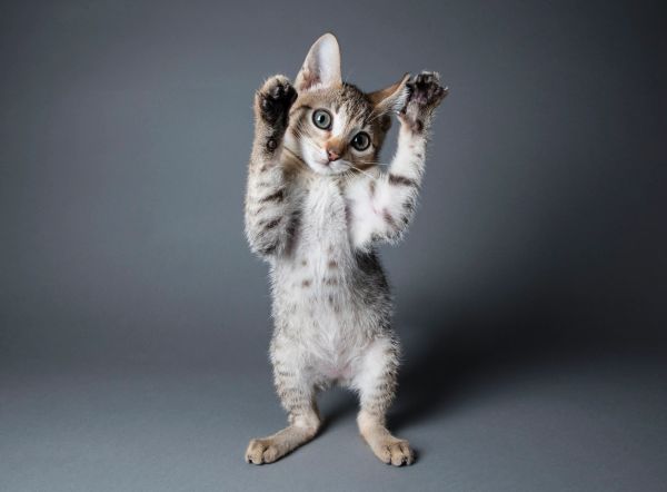 Cute kitten standing with paws up.