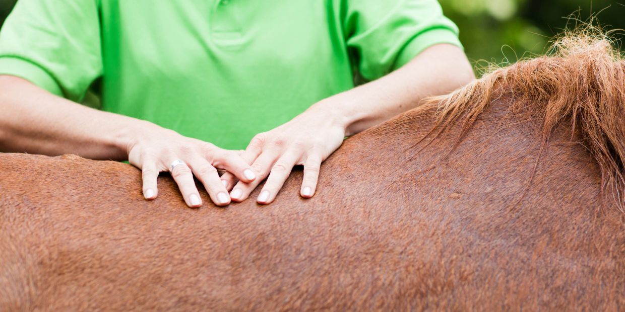 Person's hands resting on a horse's back.