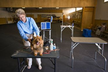 A woman grooming a dog on a table in a spacious room.