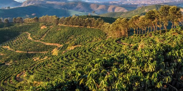 Plantação de café em altitude em regiões montanhosas ideal para um café especial.