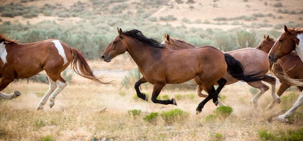 A wild horse herd in open landscape.