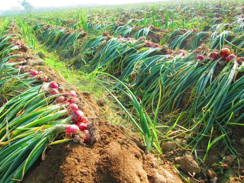 Fresh Onions on the Onion Fields