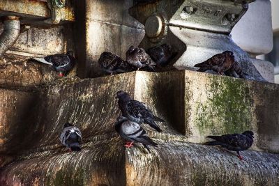 Pigeons resting on a historic stone structure.