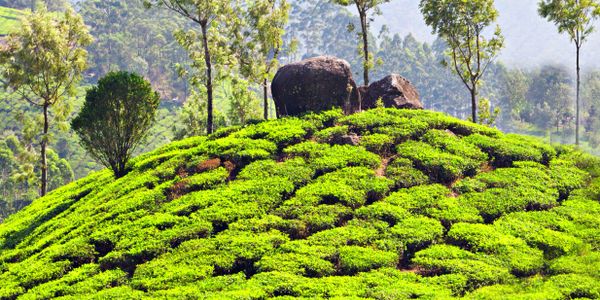 Lush green tea plantation on a rolling hill with scattered trees and rocks.
