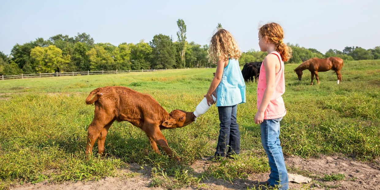 Two girls feeding a calf with a bottle in a sunny pasture.