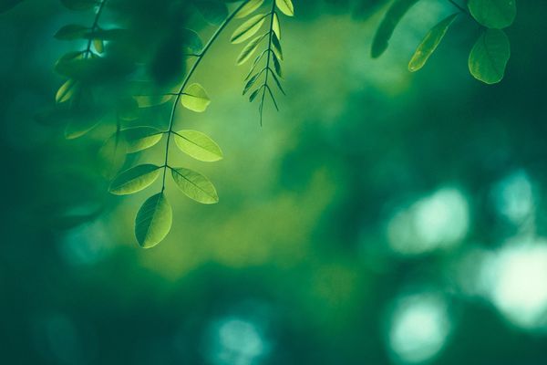 Close-up of green leaves with blurred background.