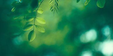 Close-up of green leaves with a blurred natural background.