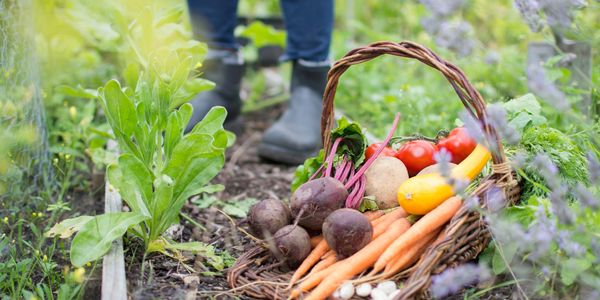 Fresh vegetables in a basket on garden soil with a person in boots in the background.