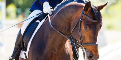 Close-up of a horse and rider in dressage attire during a competition.