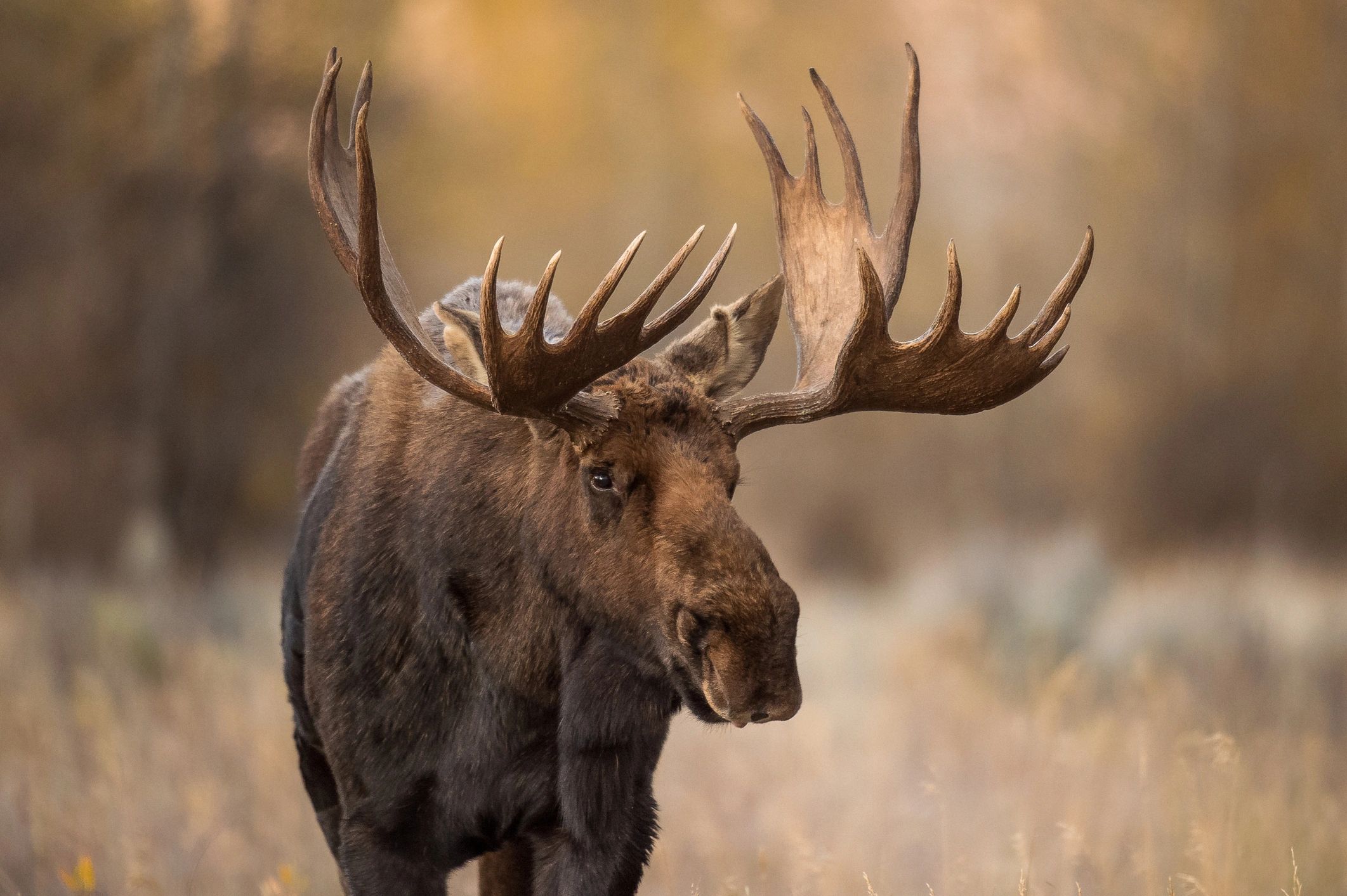 Elk are the most beautiful animals in America. 