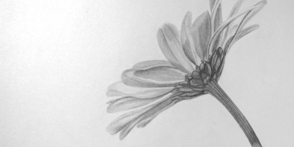A detailed pencil sketch of a flower viewed from the side.