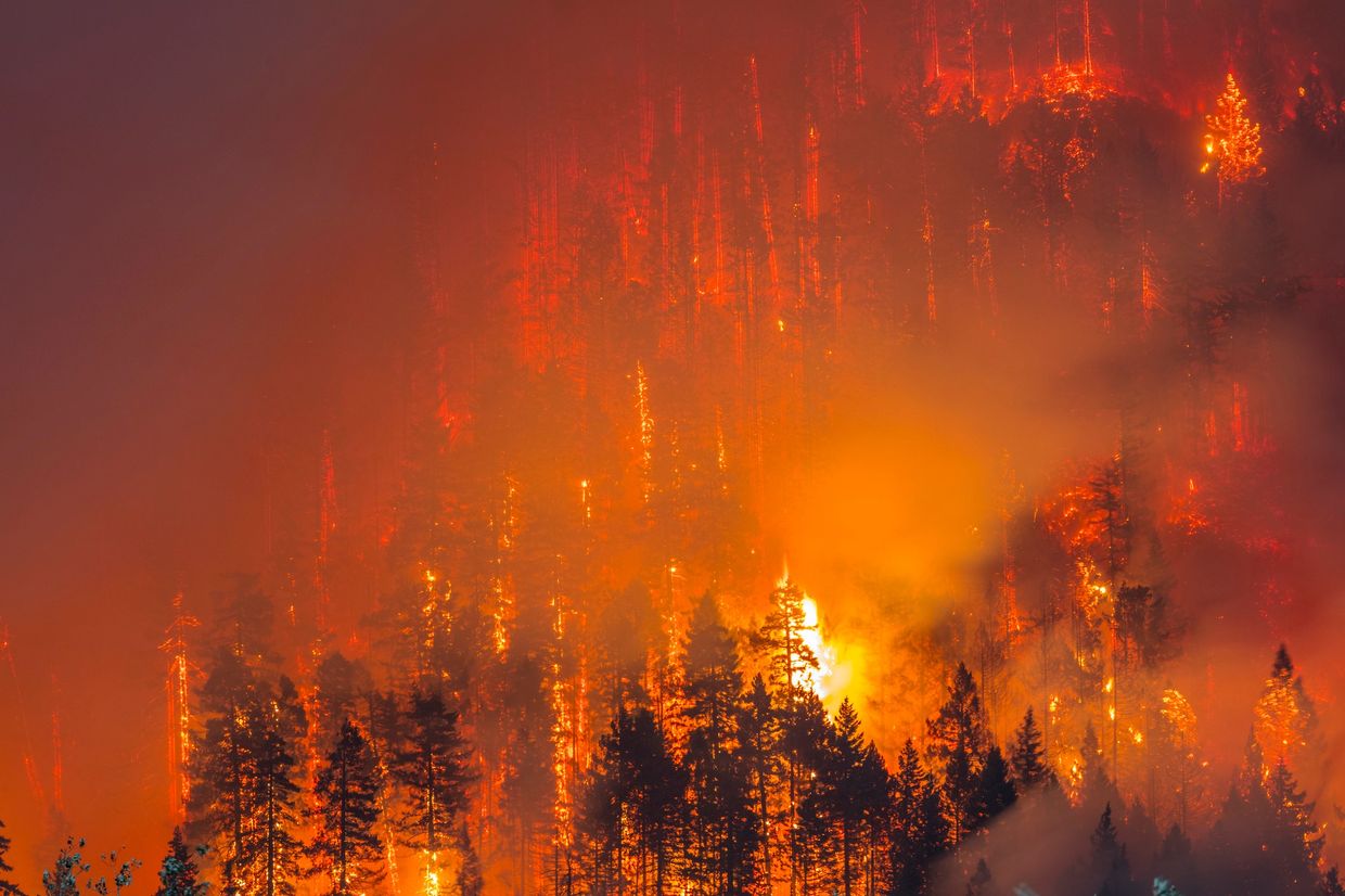 A forest engulfed in intense wildfire flames and smoke.