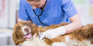Veterinarian examining a happy dog with a stethoscope.