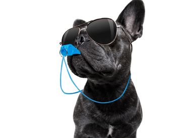 Cool black dog wearing sunglasses and holding a blue whistle.
