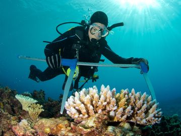 A scientific diver undertakes a coral survey on the reef.
