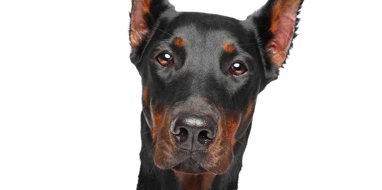Close-up portrait of a Doberman dog.